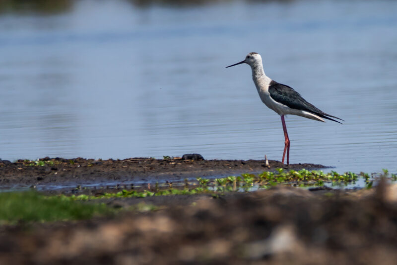 Échasse blanche en Grande Brière